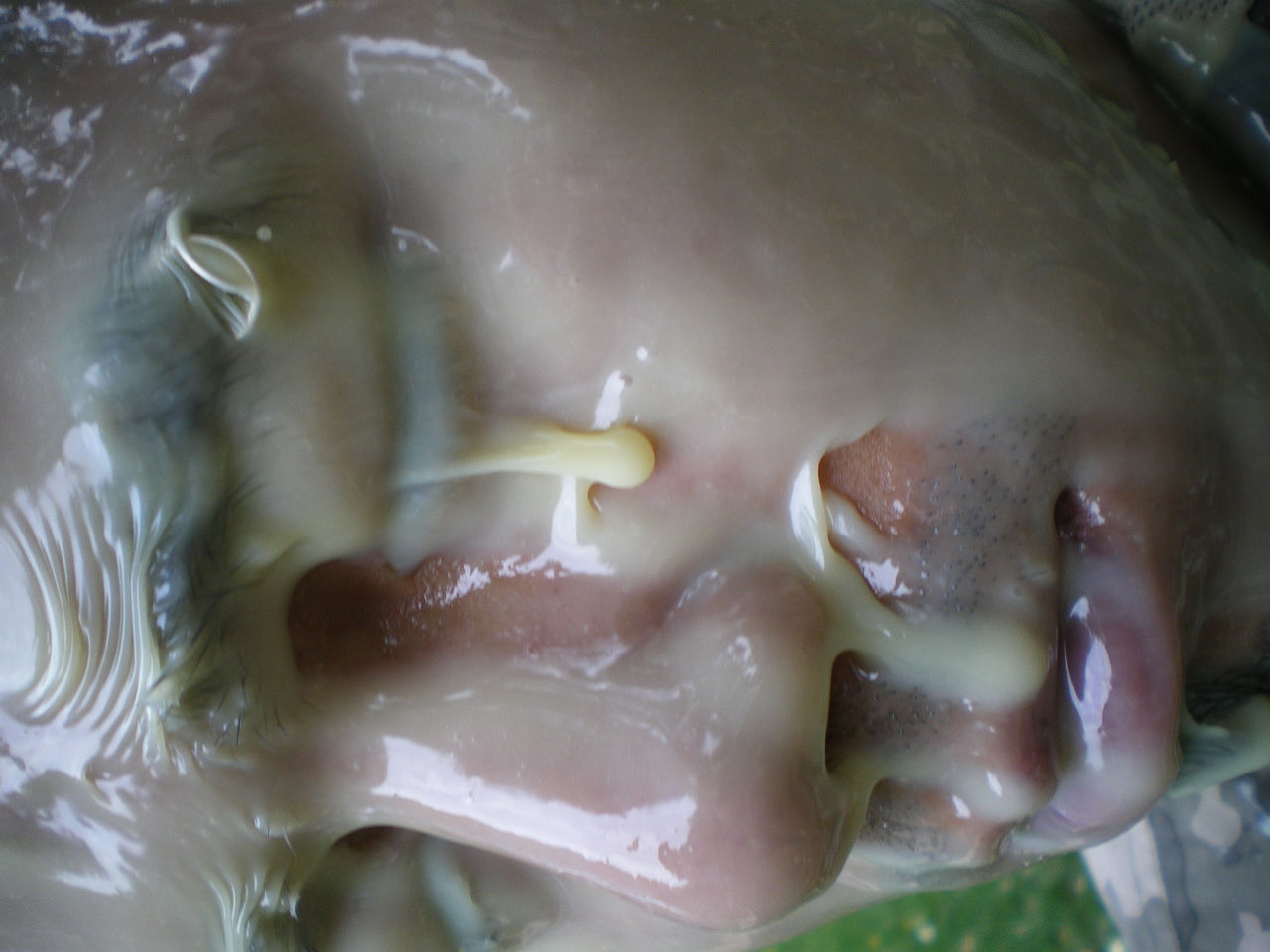 Photographic documentation of RYLLEGA Berlin (Performance by Nguyen Anh Tuan, 21 September 2008)